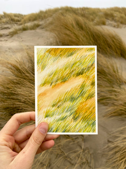 Dune Grass